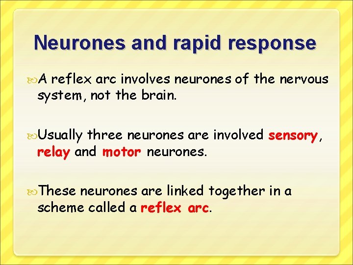 Neurones and rapid response A reflex arc involves neurones of the nervous system, not
