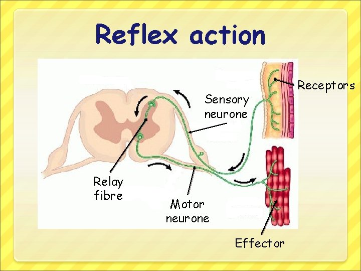 Reflex action Sensory neurone Relay fibre Motor neurone Effector Receptors 