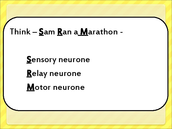 Think – Sam Ran a Marathon Sensory neurone Relay neurone Motor neurone 