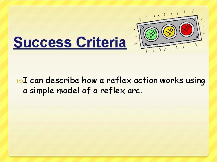 Success Criteria I can describe how a reflex action works using a simple model