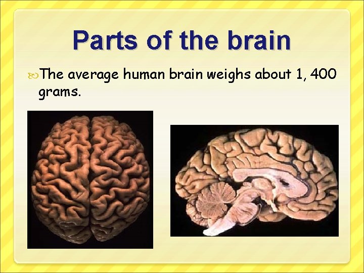Parts of the brain The average human brain weighs about 1, 400 grams. 