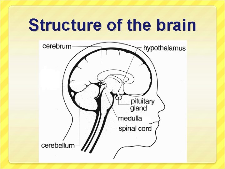 Structure of the brain 