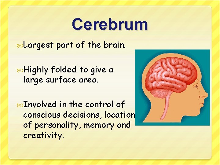 Cerebrum Largest part of the brain. Highly folded to give a large surface area.