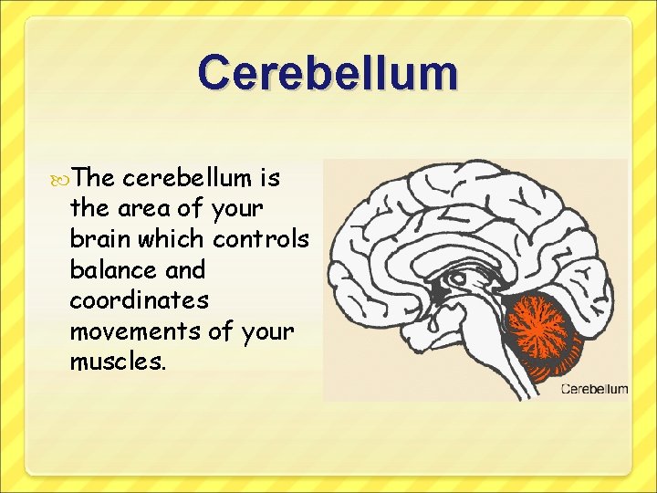 Cerebellum The cerebellum is the area of your brain which controls balance and coordinates