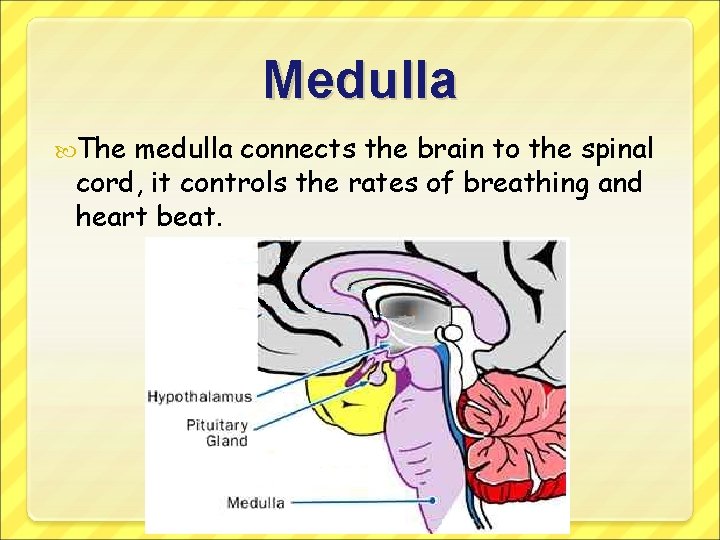 Medulla The medulla connects the brain to the spinal cord, it controls the rates