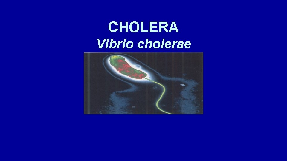 CHOLERA Vibrio cholerae 