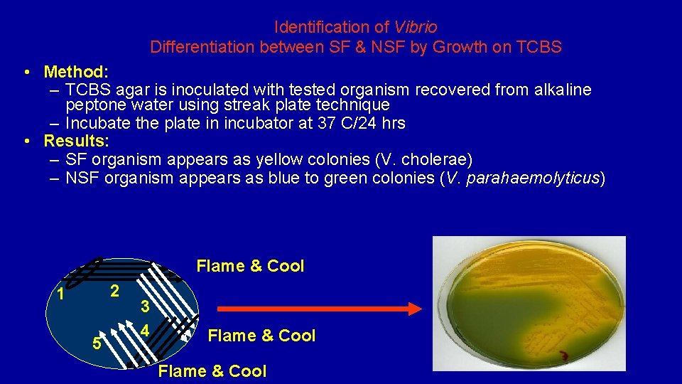 Identification of Vibrio Differentiation between SF & NSF by Growth on TCBS • Method: