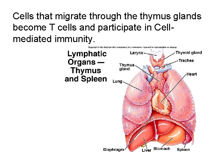 Cells that migrate through the thymus glands become T cells and participate in Cellmediated