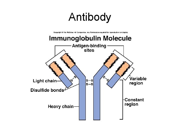 Antibody 