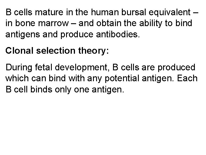 B cells mature in the human bursal equivalent – in bone marrow – and