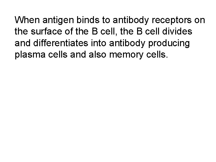 When antigen binds to antibody receptors on the surface of the B cell, the