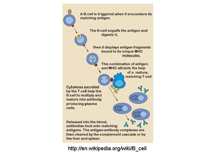 http: //en. wikipedia. org/wiki/B_cell 