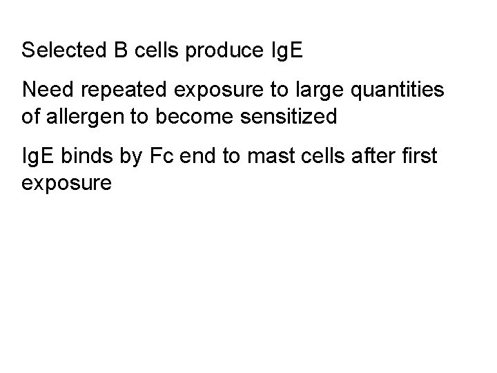 Selected B cells produce Ig. E Need repeated exposure to large quantities of allergen