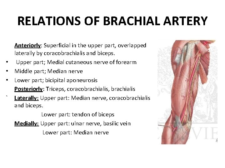 RELATIONS OF BRACHIAL ARTERY Anteriorly: Superficial in the upper part, overlapped laterally by coracobrachialis