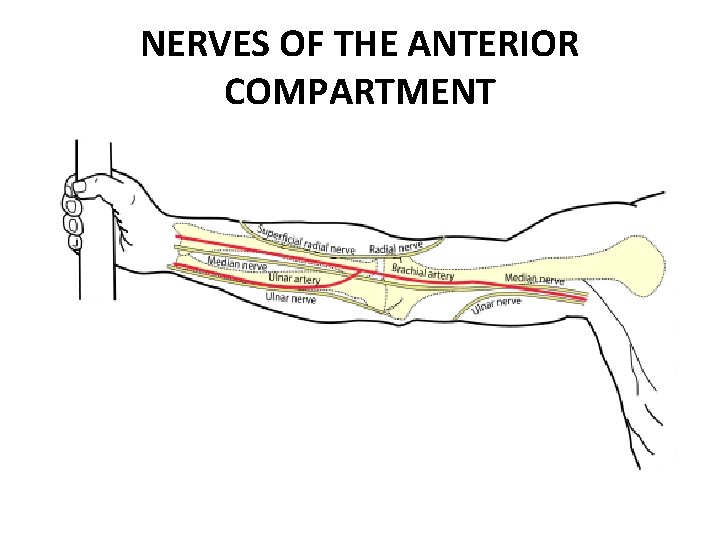 NERVES OF THE ANTERIOR COMPARTMENT 