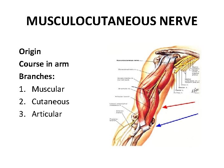 MUSCULOCUTANEOUS NERVE Origin Course in arm Branches: 1. Muscular 2. Cutaneous 3. Articular 