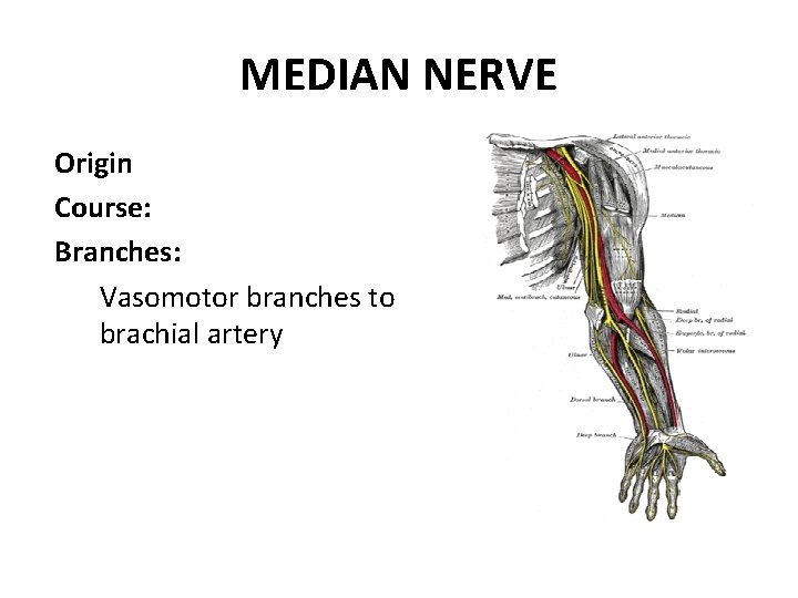 MEDIAN NERVE Origin Course: Branches: Vasomotor branches to brachial artery 