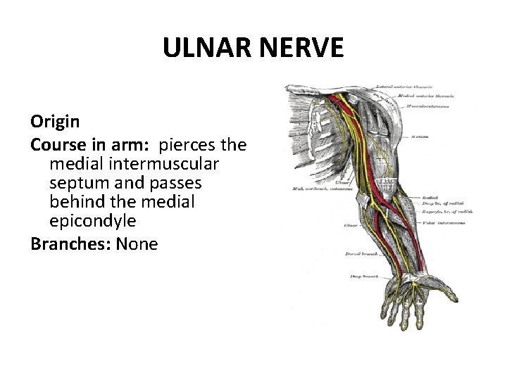 ULNAR NERVE Origin Course in arm: pierces the medial intermuscular septum and passes behind