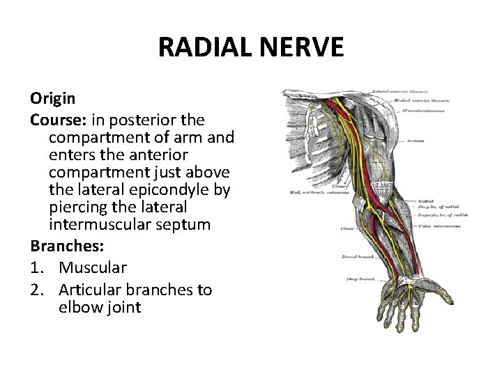 RADIAL NERVE Origin Course: in posterior the compartment of arm and enters the anterior