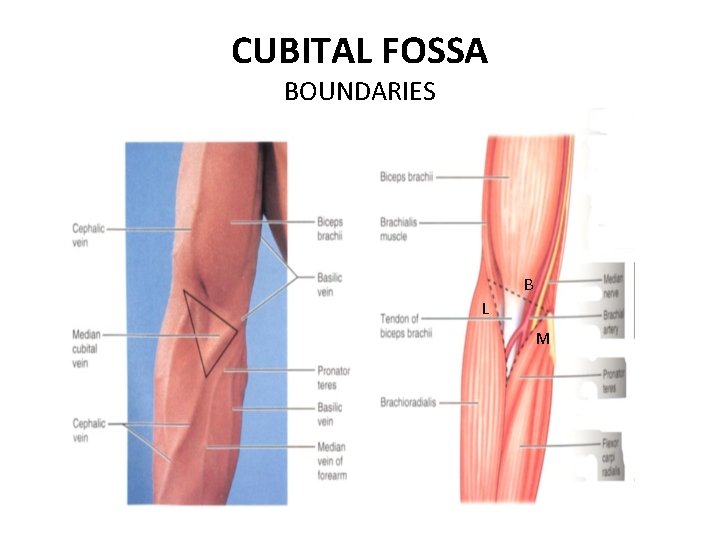 CUBITAL FOSSA BOUNDARIES B L M 