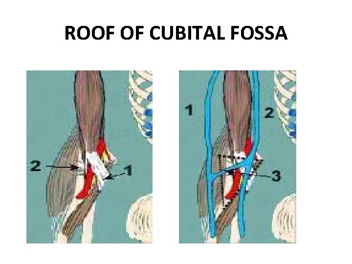 ROOF OF CUBITAL FOSSA 