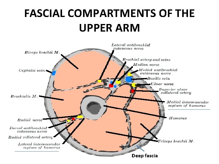 FASCIAL COMPARTMENTS OF THE UPPER ARM Deep fascia 