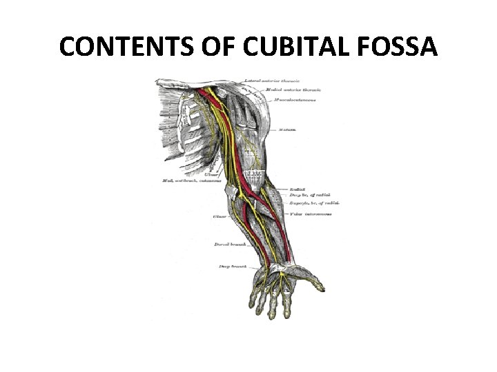 CONTENTS OF CUBITAL FOSSA 