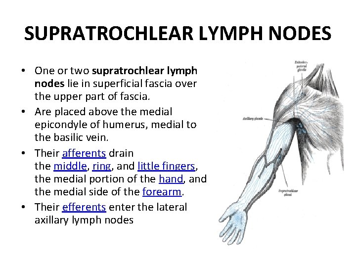 SUPRATROCHLEAR LYMPH NODES • One or two supratrochlear lymph nodes lie in superficial fascia