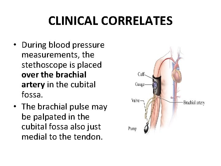 CLINICAL CORRELATES • During blood pressure measurements, the stethoscope is placed over the brachial