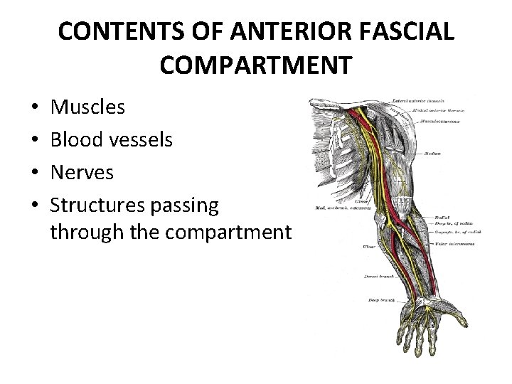 CONTENTS OF ANTERIOR FASCIAL COMPARTMENT • • Muscles Blood vessels Nerves Structures passing through