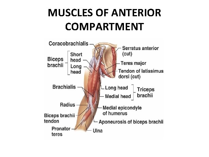 MUSCLES OF ANTERIOR COMPARTMENT 