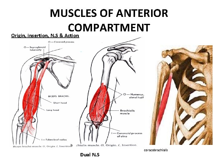 MUSCLES OF ANTERIOR COMPARTMENT Origin, insertion, N. S & Action b Dual N. S