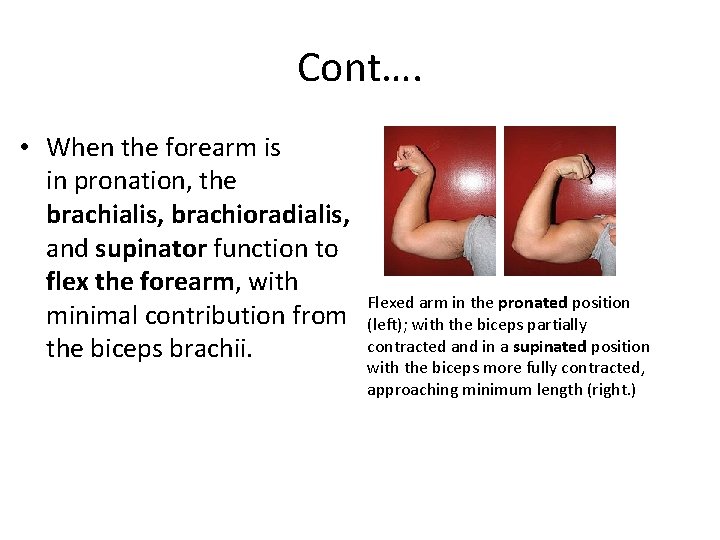Cont…. • When the forearm is in pronation, the brachialis, brachioradialis, and supinator function