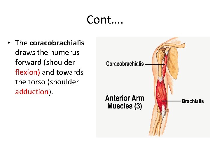 Cont…. • The coracobrachialis draws the humerus forward (shoulder flexion) and towards the torso