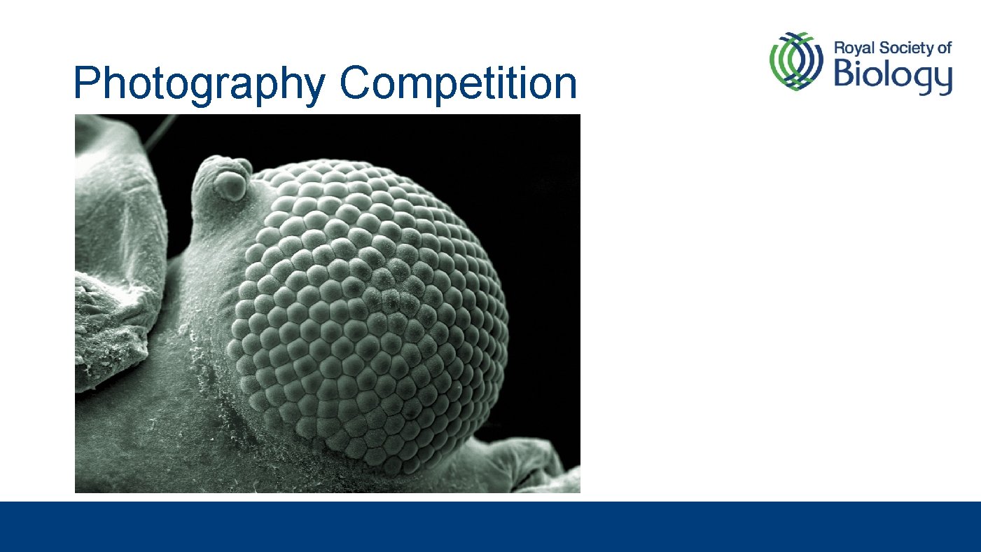 Photography Competition 