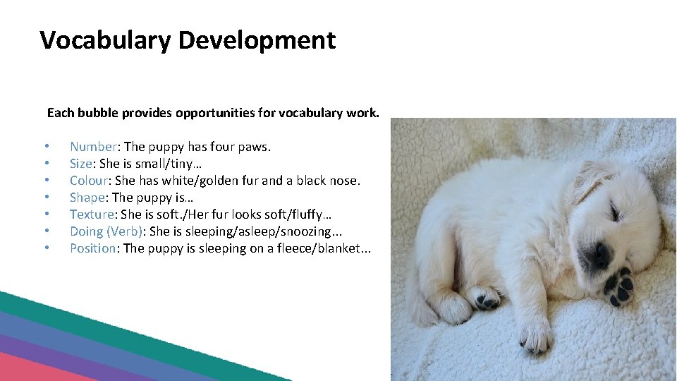 Vocabulary Development Each bubble provides opportunities for vocabulary work. • • Number: The puppy