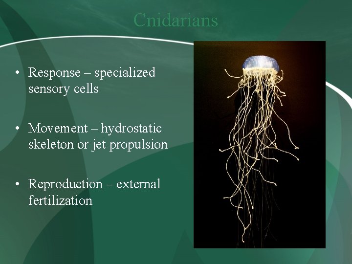 Cnidarians • Response – specialized sensory cells • Movement – hydrostatic skeleton or jet