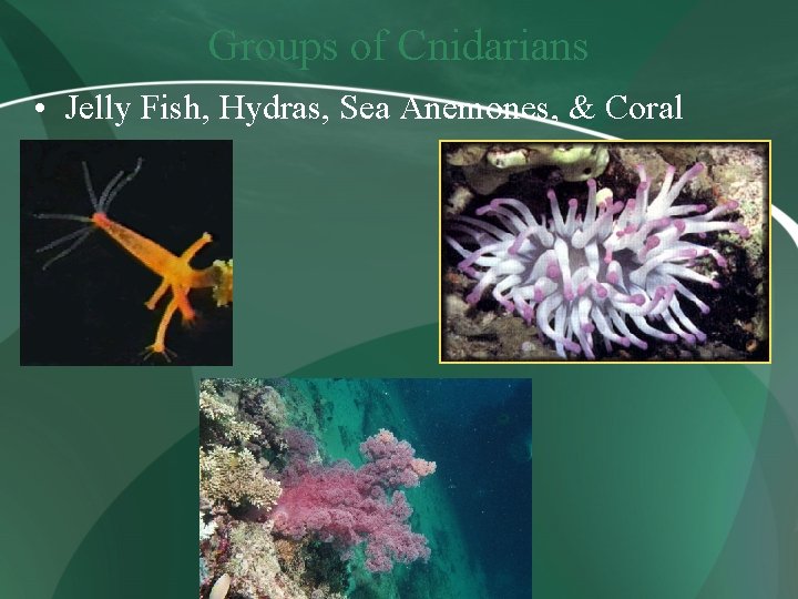 Groups of Cnidarians • Jelly Fish, Hydras, Sea Anemones, & Coral 