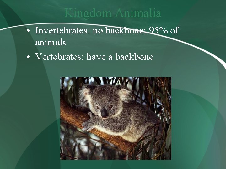 Kingdom Animalia • Invertebrates: no backbone; 95% of animals • Vertebrates: have a backbone