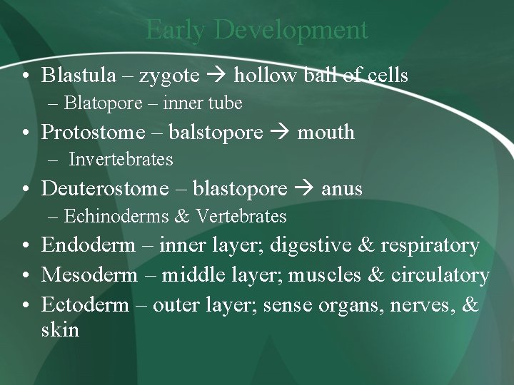 Early Development • Blastula – zygote hollow ball of cells – Blatopore – inner