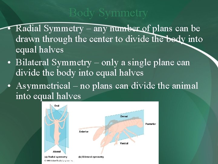 Body Symmetry • Radial Symmetry – any number of plans can be drawn through