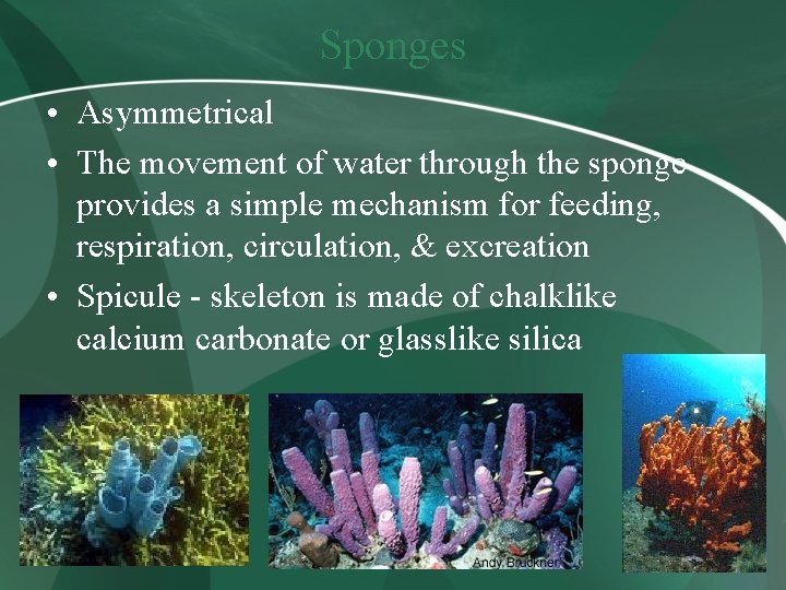 Sponges • Asymmetrical • The movement of water through the sponge provides a simple