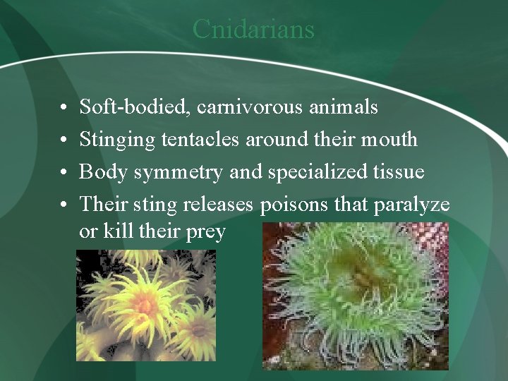 Cnidarians • • Soft-bodied, carnivorous animals Stinging tentacles around their mouth Body symmetry and