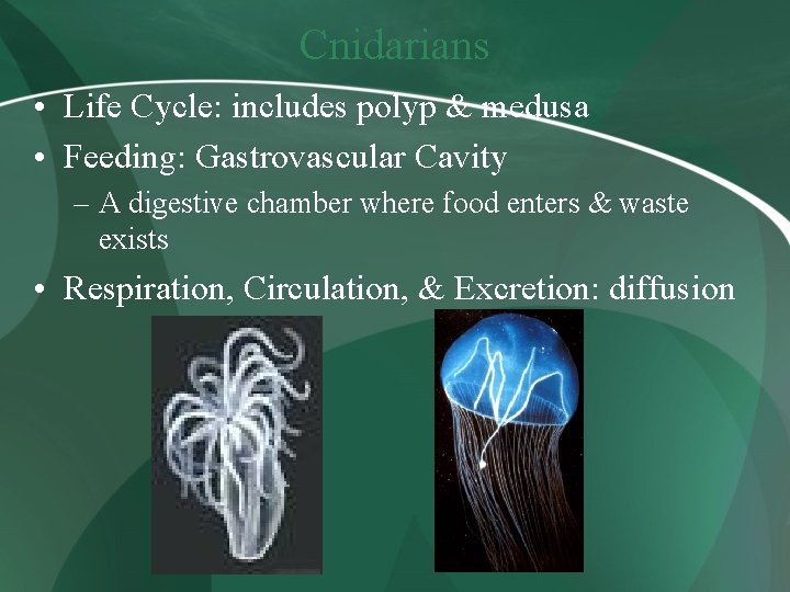 Cnidarians • Life Cycle: includes polyp & medusa • Feeding: Gastrovascular Cavity – A