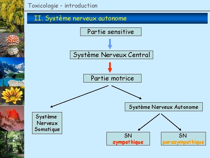 Toxicologie - introduction II. Système nerveux autonome Partie sensitive Système Nerveux Central Partie motrice