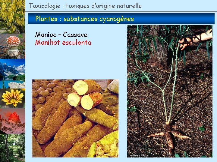 Toxicologie : toxiques d’origine naturelle Plantes : substances cyanogènes Manioc – Cassave Manihot esculenta