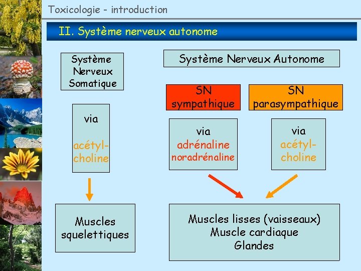 Toxicologie - introduction II. Système nerveux autonome Système Nerveux Somatique via acétylcholine Muscles squelettiques