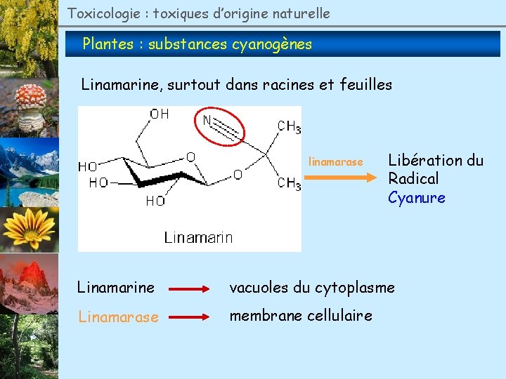 Toxicologie : toxiques d’origine naturelle Plantes : substances cyanogènes Linamarine, surtout dans racines et