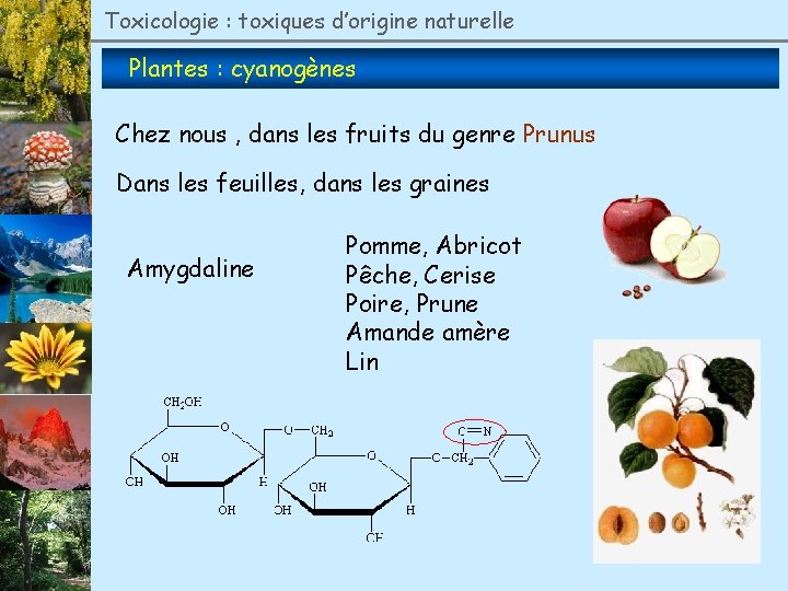 Toxicologie : toxiques d’origine naturelle Plantes : cyanogènes Chez nous , dans les fruits