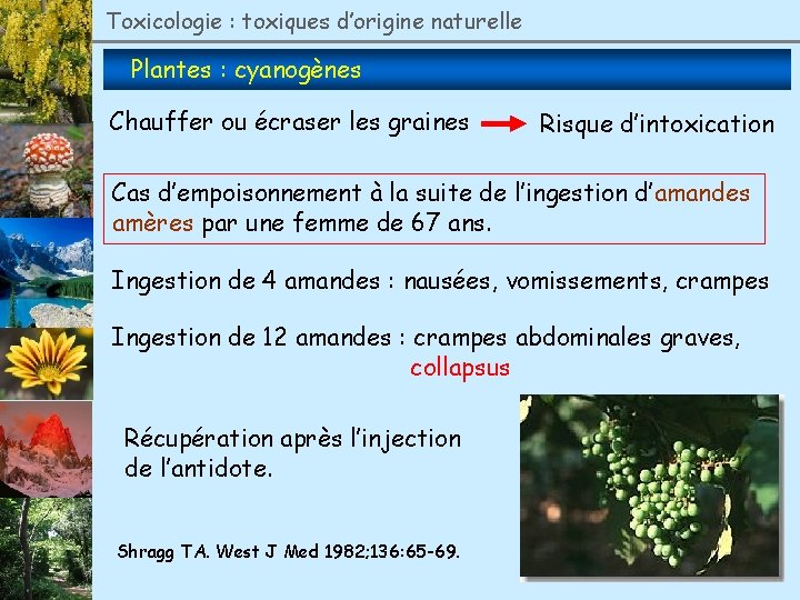 Toxicologie : toxiques d’origine naturelle Plantes : cyanogènes Chauffer ou écraser les graines Risque